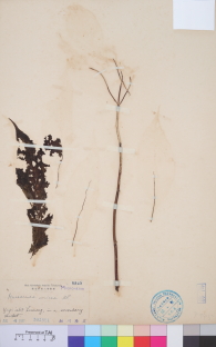 Specimen thumbnail